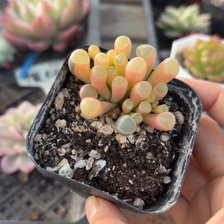 五十龙一锦多肉植物非偏远18包邮