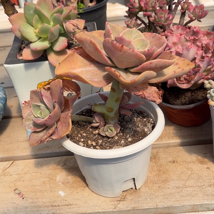 赫氏多肉植物362