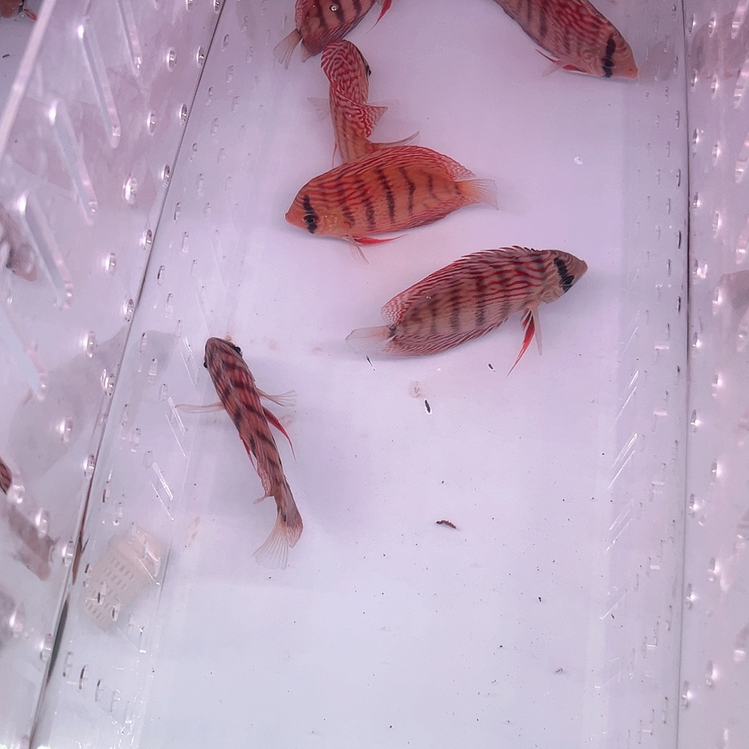 海水鱼德松尺寸8到9精选6条