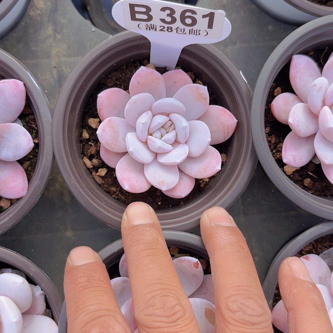 B361赢月台一物一拍