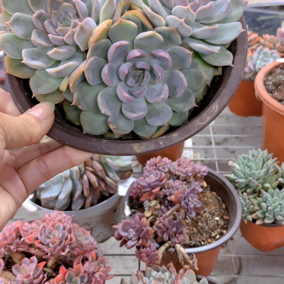 M****.菲欧娜三头多肉植物