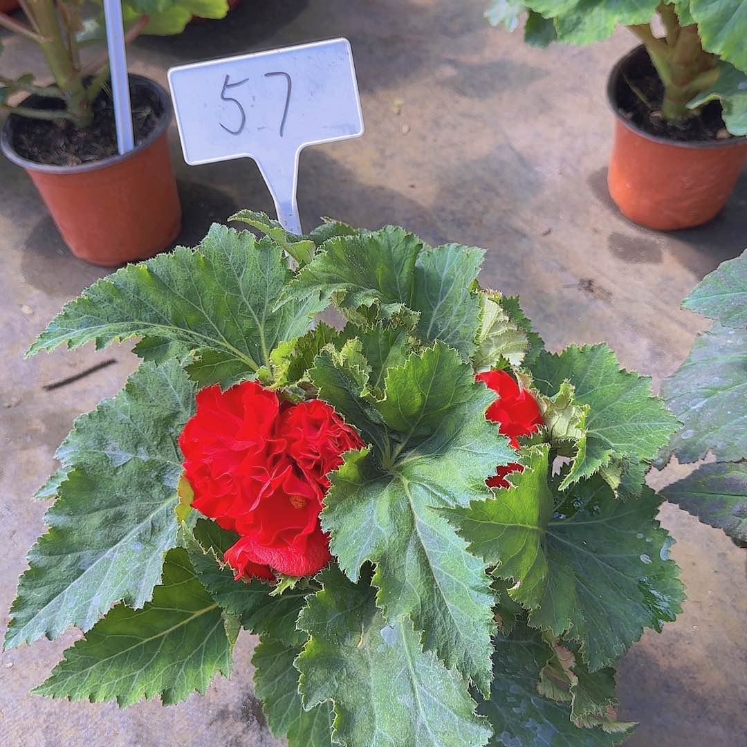 无花朵夫妻海棠种球系列57