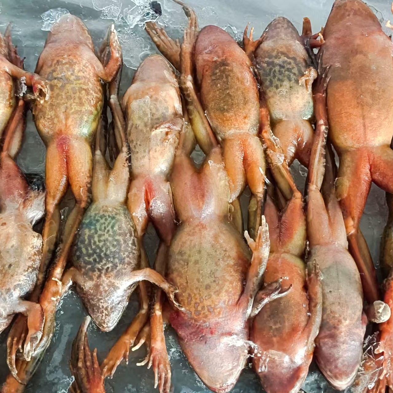 东北冷水活冻母包鱼18-20个一斤包邮