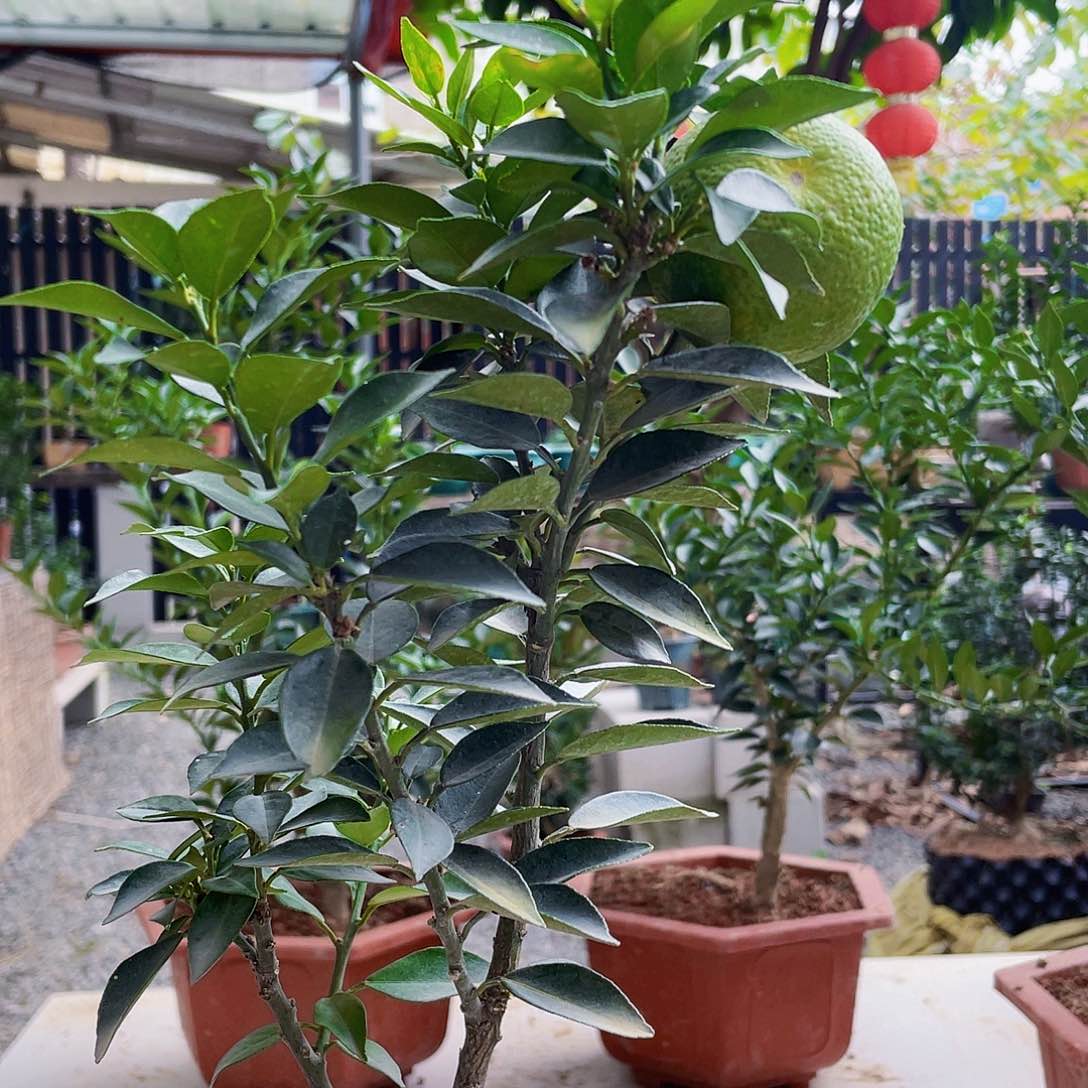 完全开放彭房丰富刚刚恍恍惚惚好