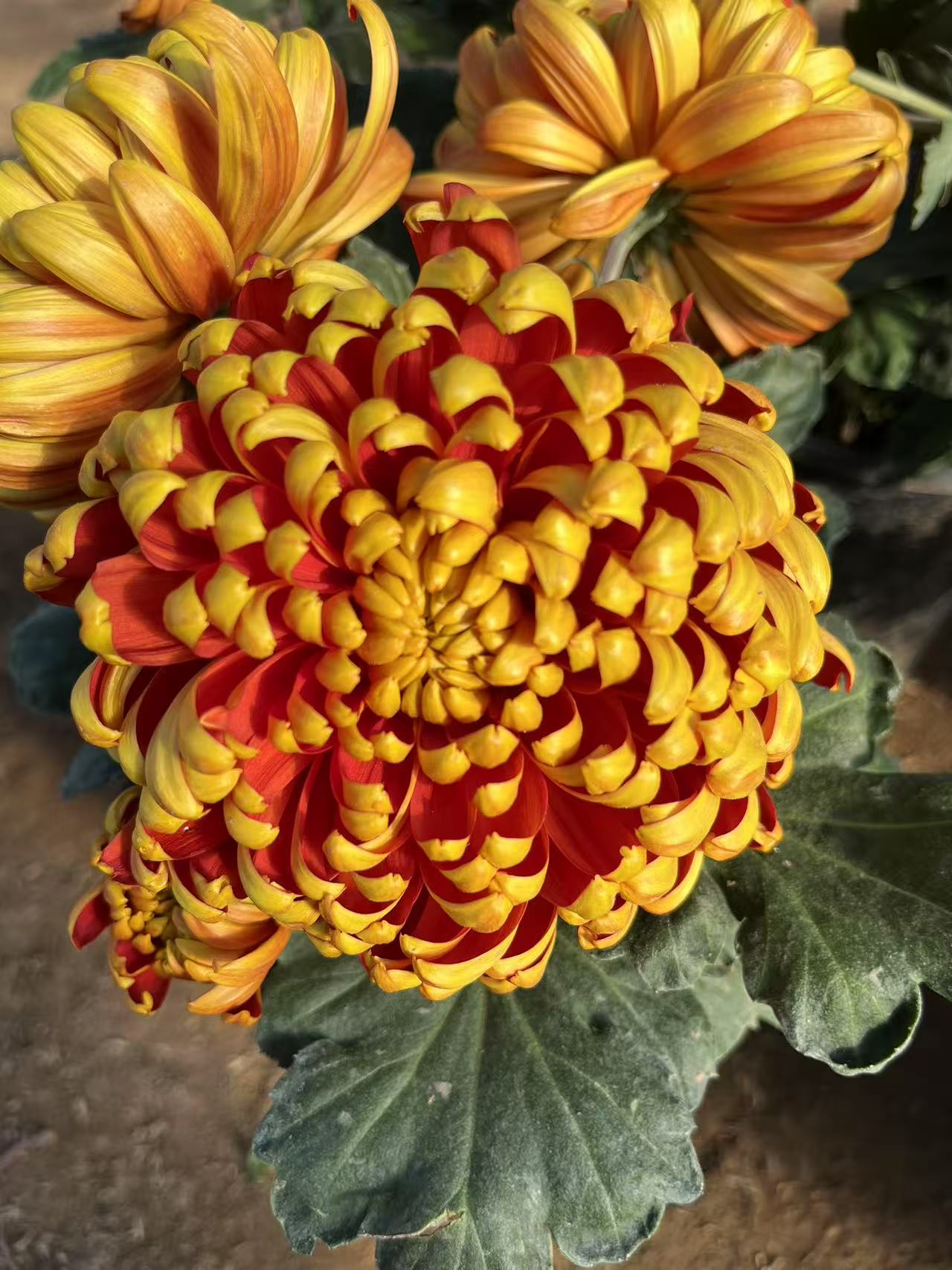 精品大球菊【富爱格-大苗】大菊花盆栽花卉耐热寒好养活