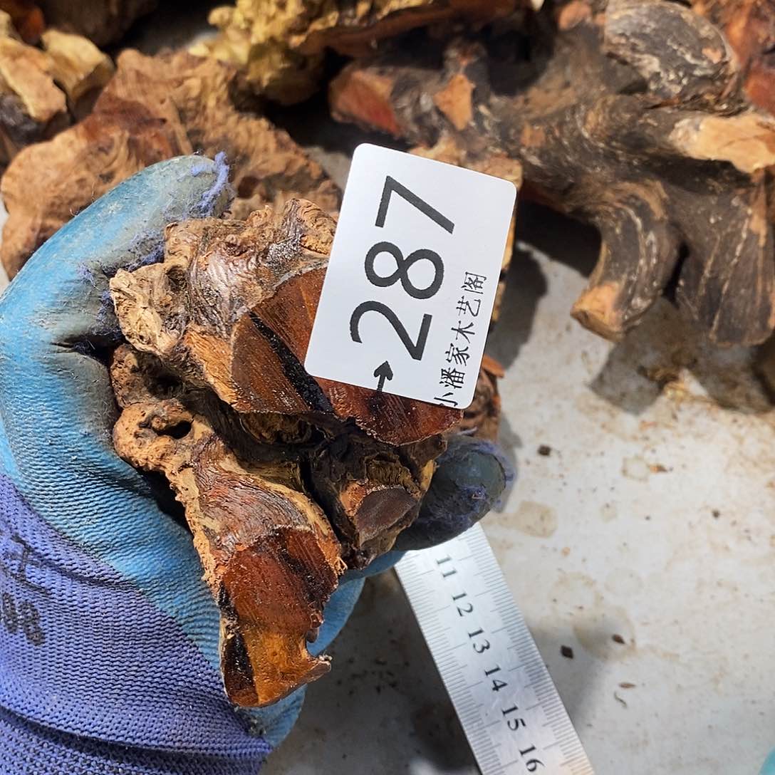 香榧木当*火琉璃……火琉璃