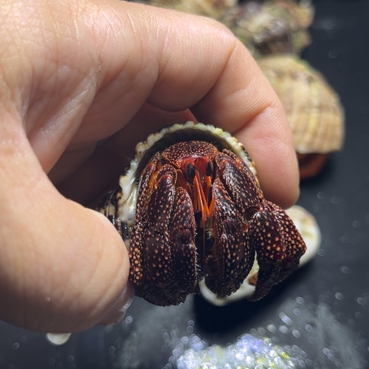 黑莓2.7口径需要拍加热包