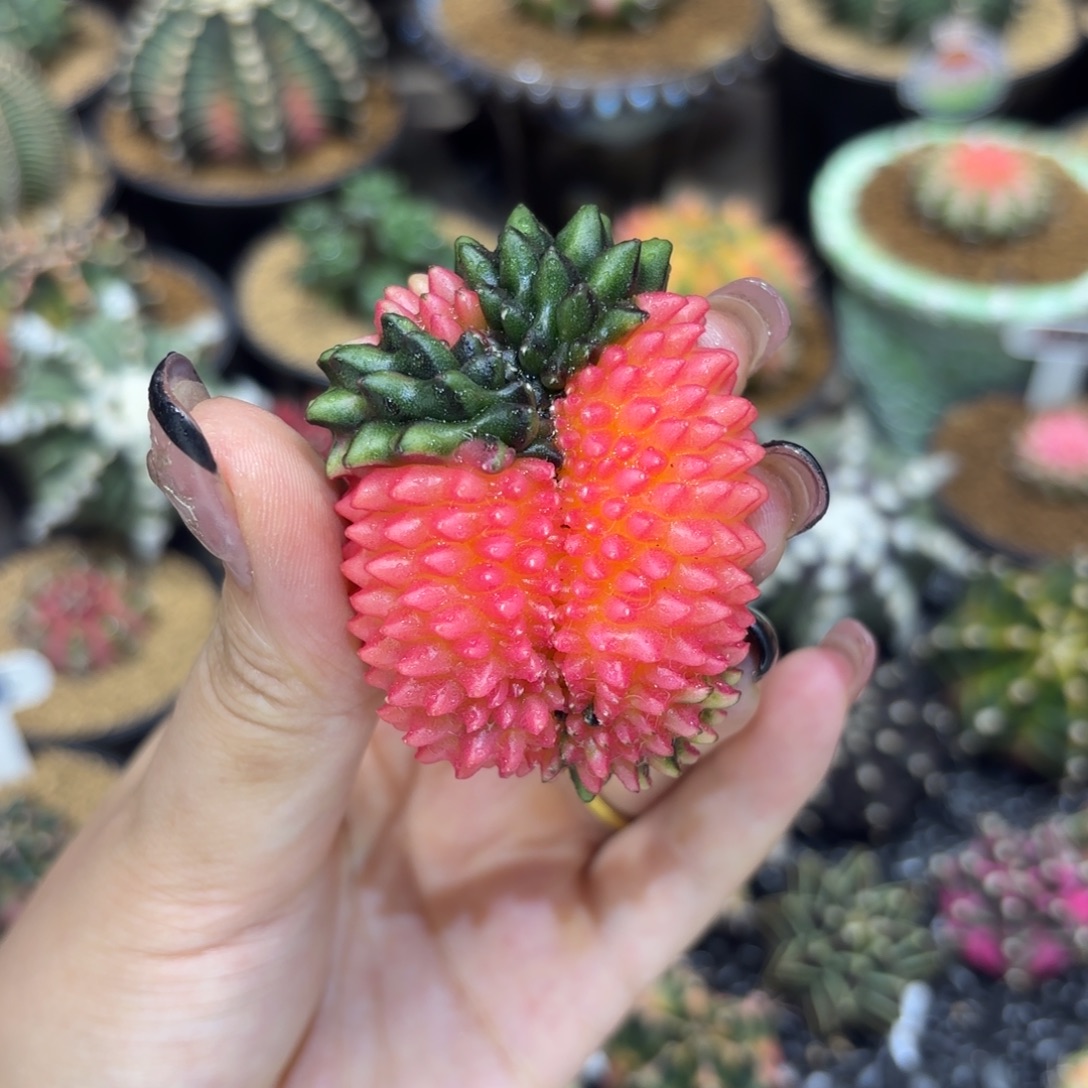 5.7cm—————貘缀锦