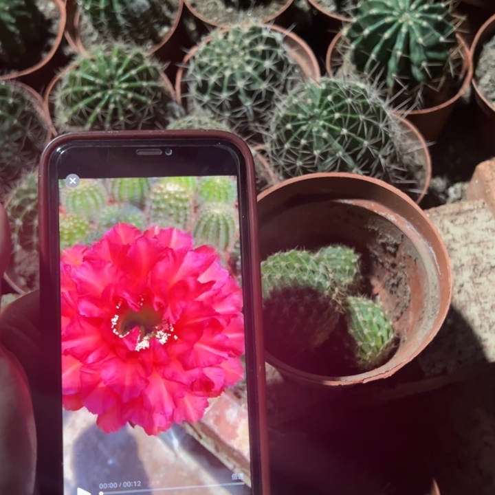 暮云侧芽3～4公分左右