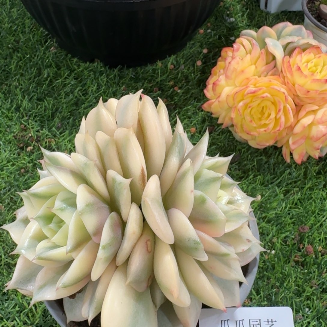 2632贝加尔湖锦多肉植物