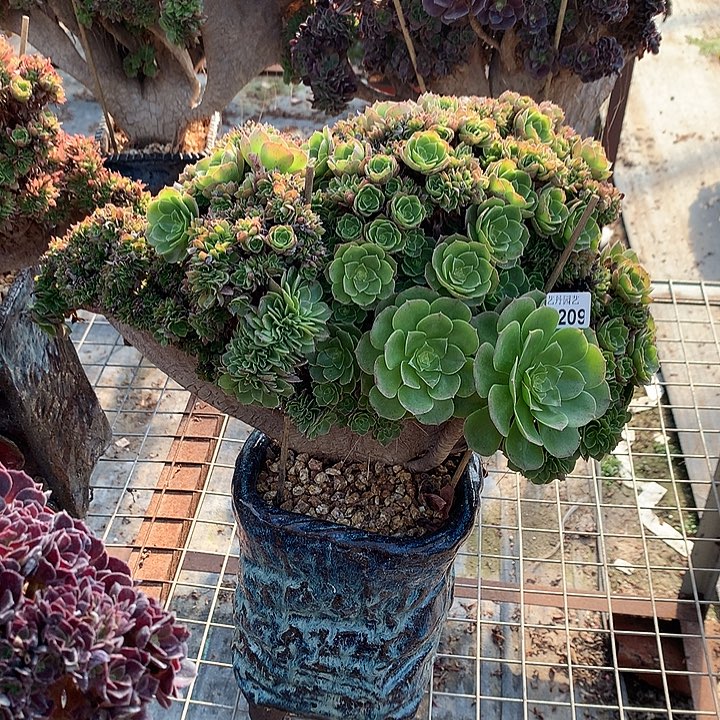 209万圣节朵朵一颗