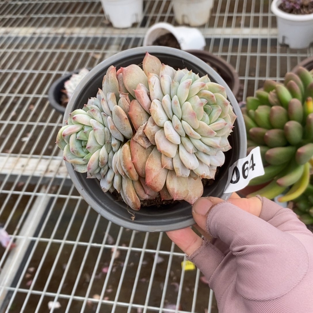 064冰魄双头一物一拍