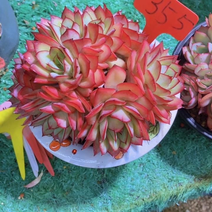 凡***儿在家干的话把东西收