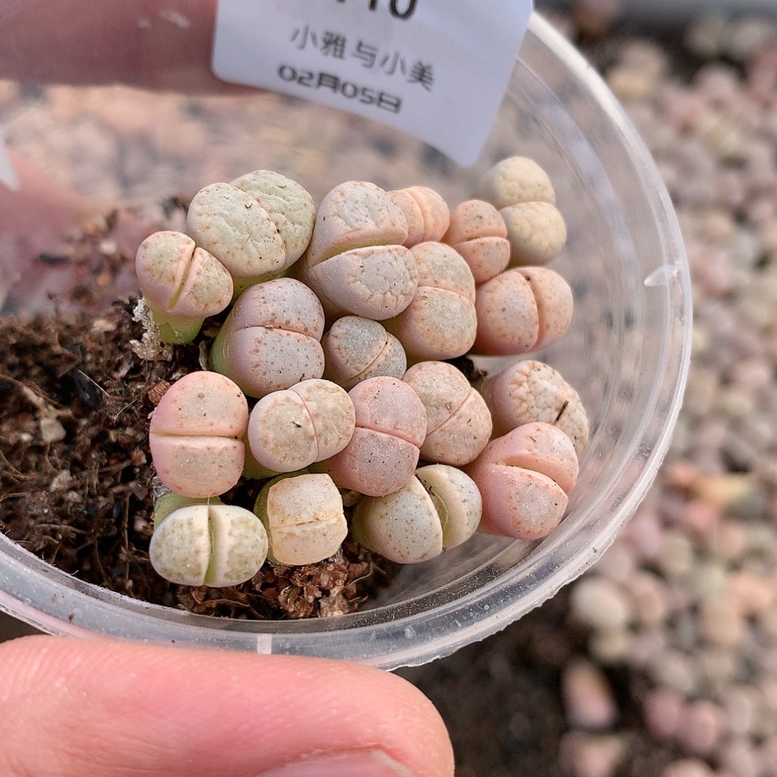 请****尼A110多肉植物保护