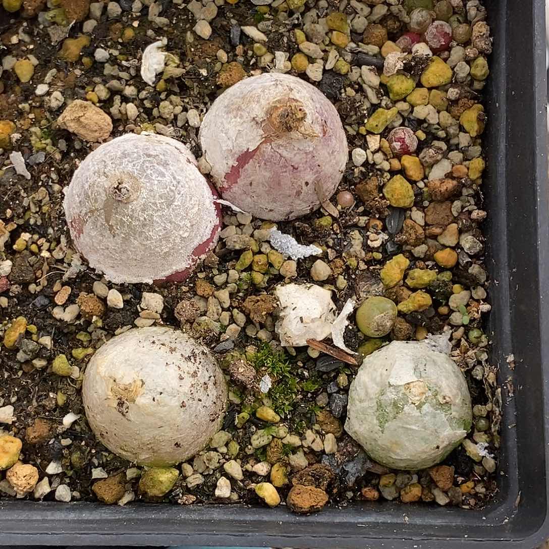 桃喜花园0417/9灯泡福利