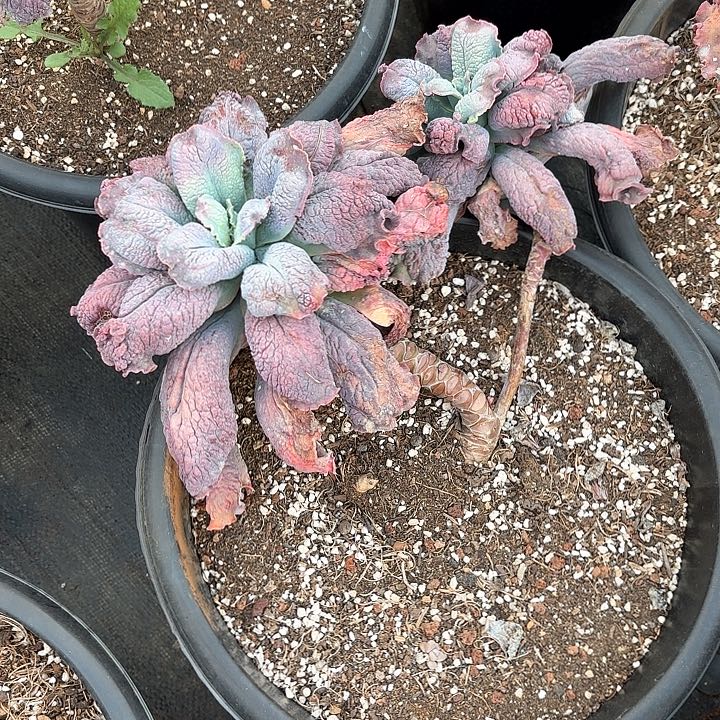 多肉植物，男爵一颗