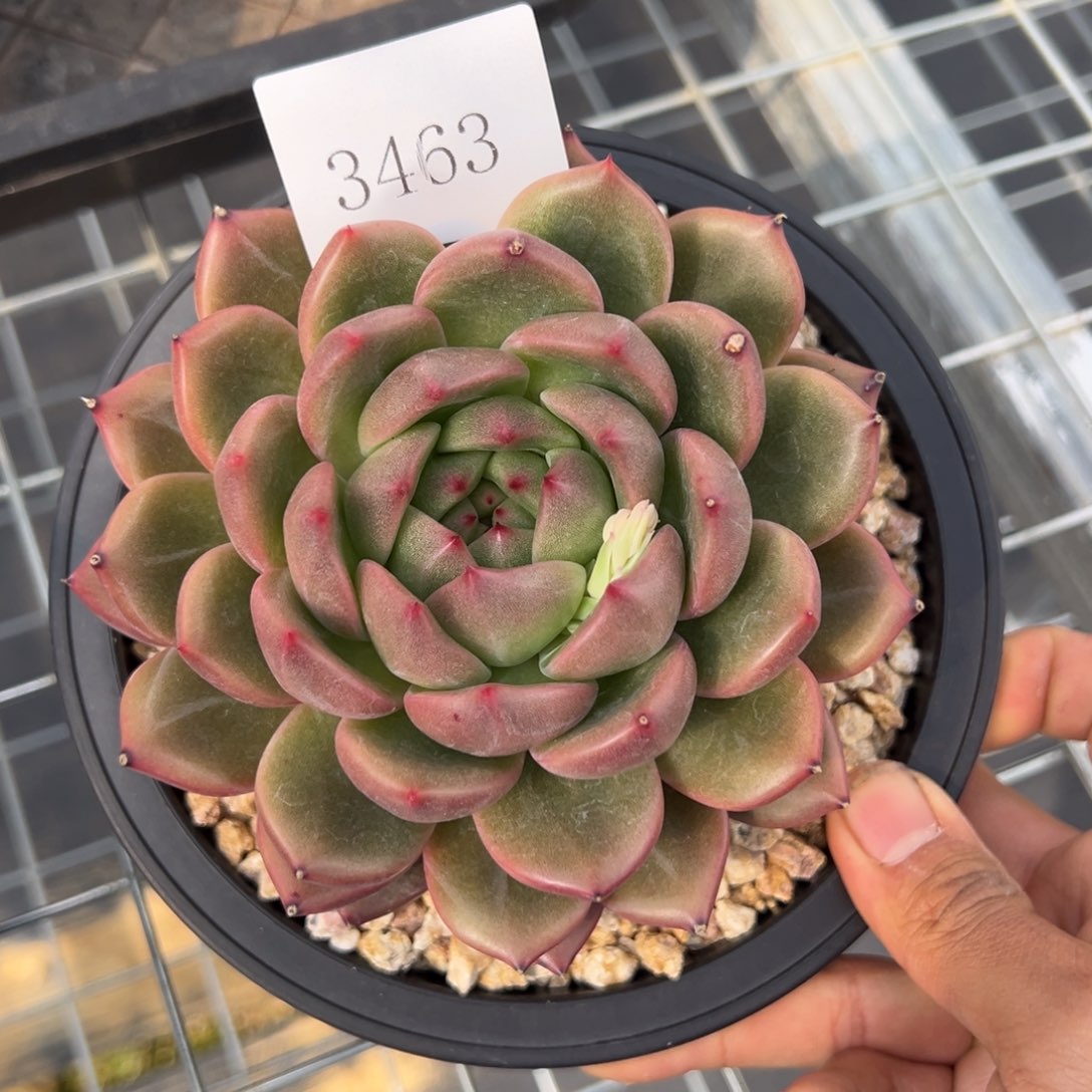 飘**雪3463多肉多多多多