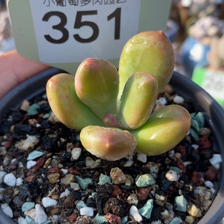 351芒果奶锦，啊啊啊啊啊啊