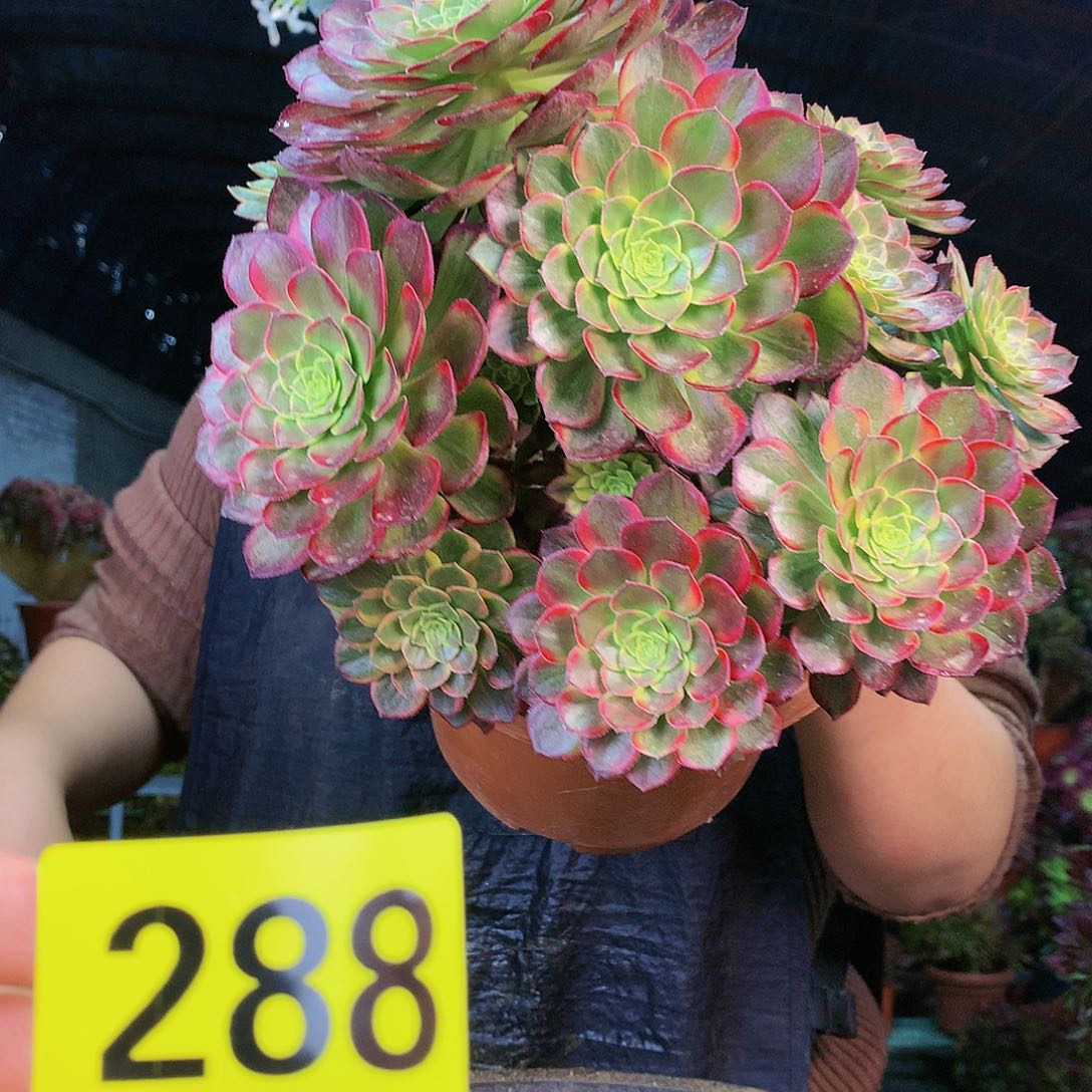 柒哥多肉不包侧断枝288