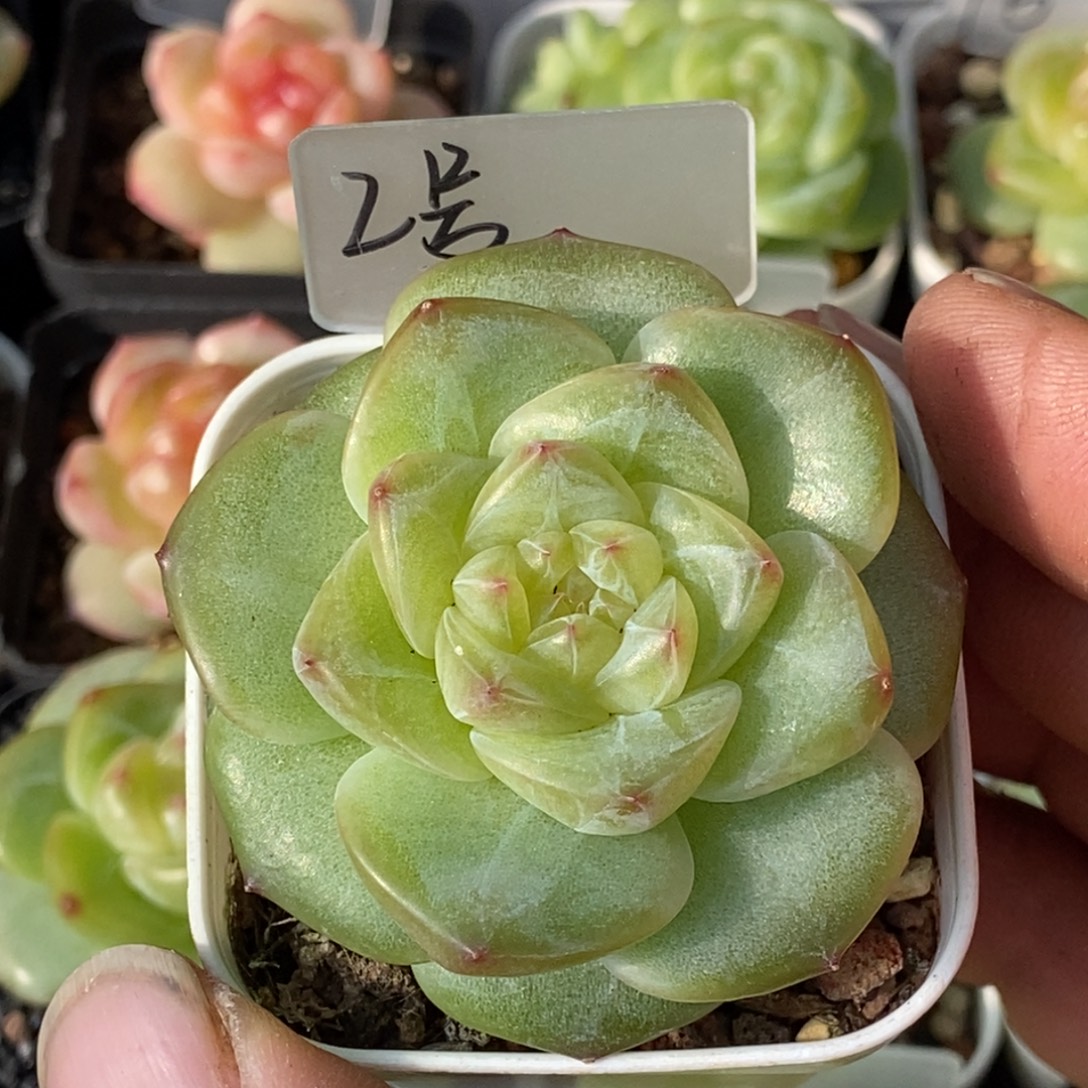 天官赐福百无禁忌