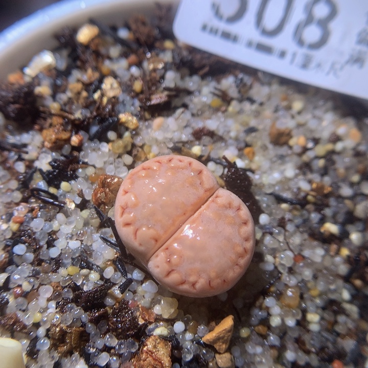 精品生石花27.508