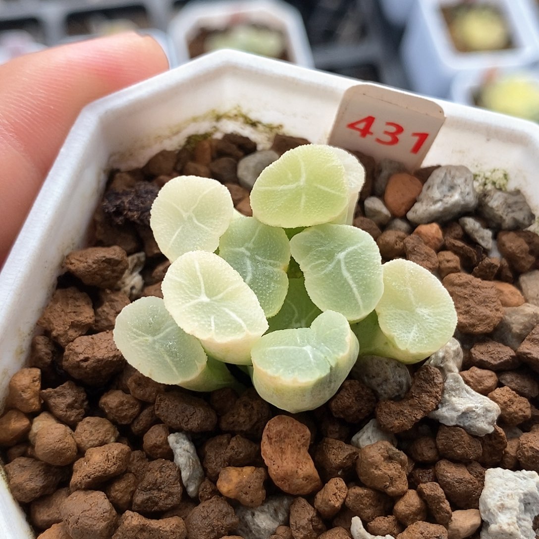 红陶431号万象锦一物一拍