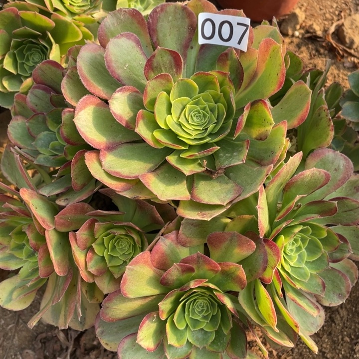 无花朵007多肉植物奶