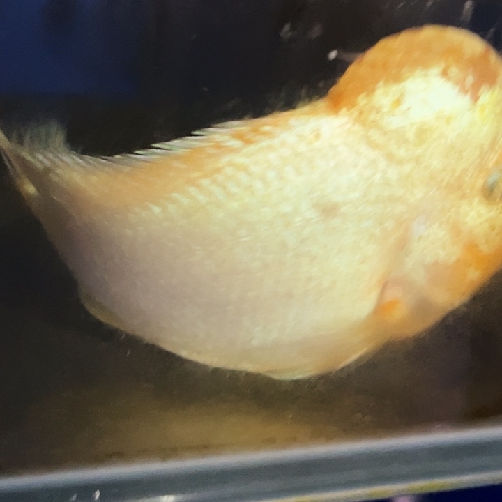 罗汉鱼雪山罗汉鱼