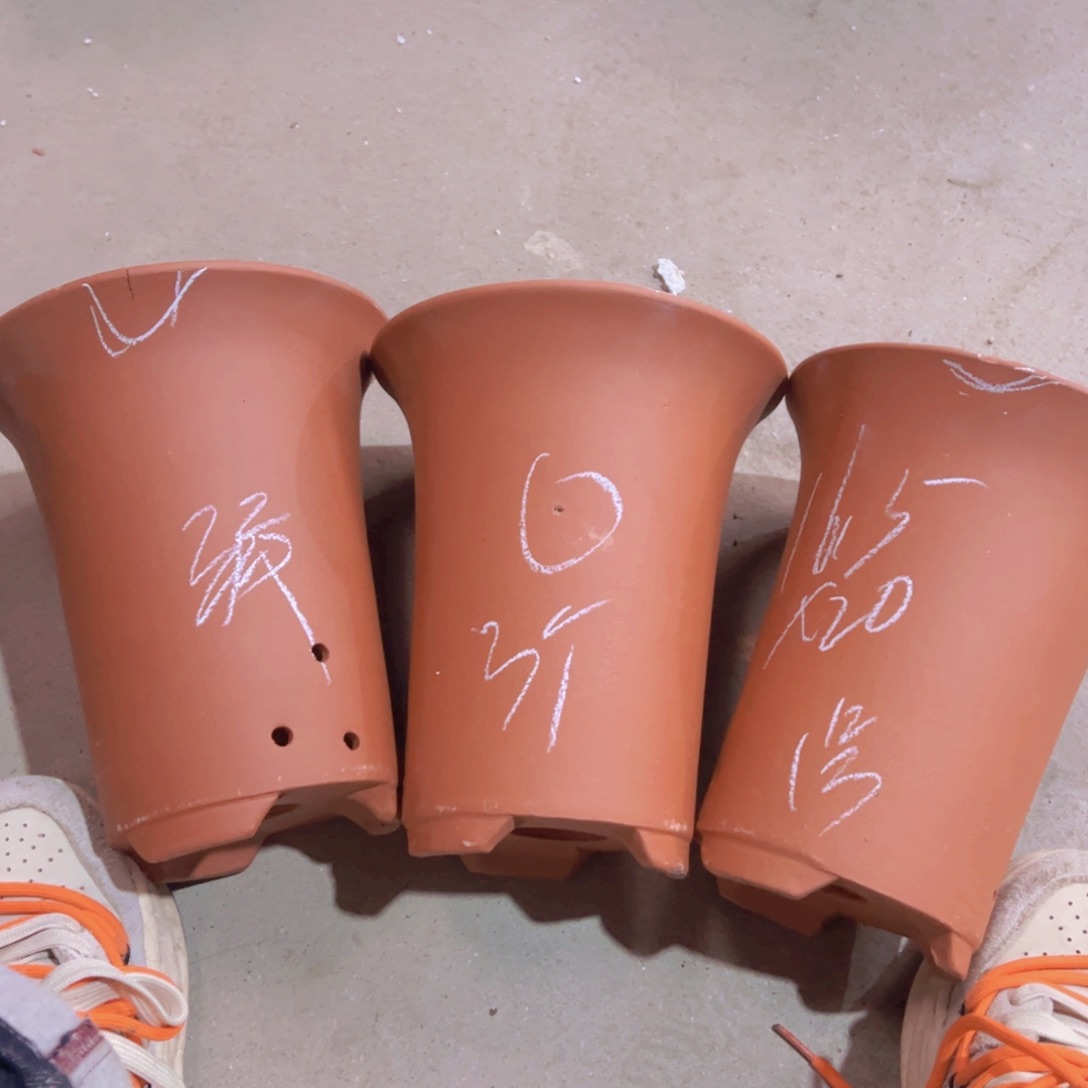 紫砂1号………………………………