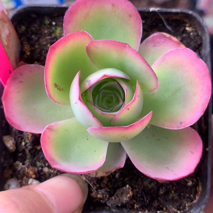 一物一拍蝶恋花011