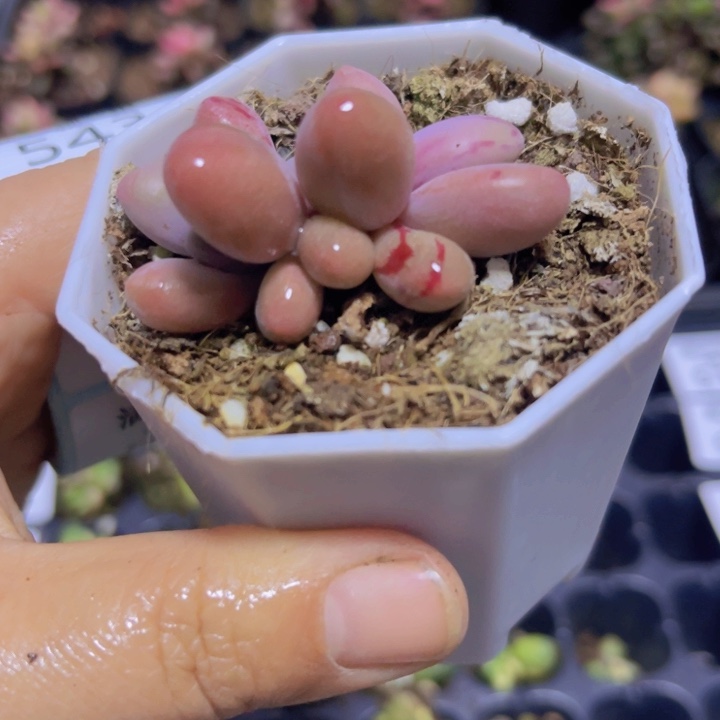 拉丝锦多肉植物543