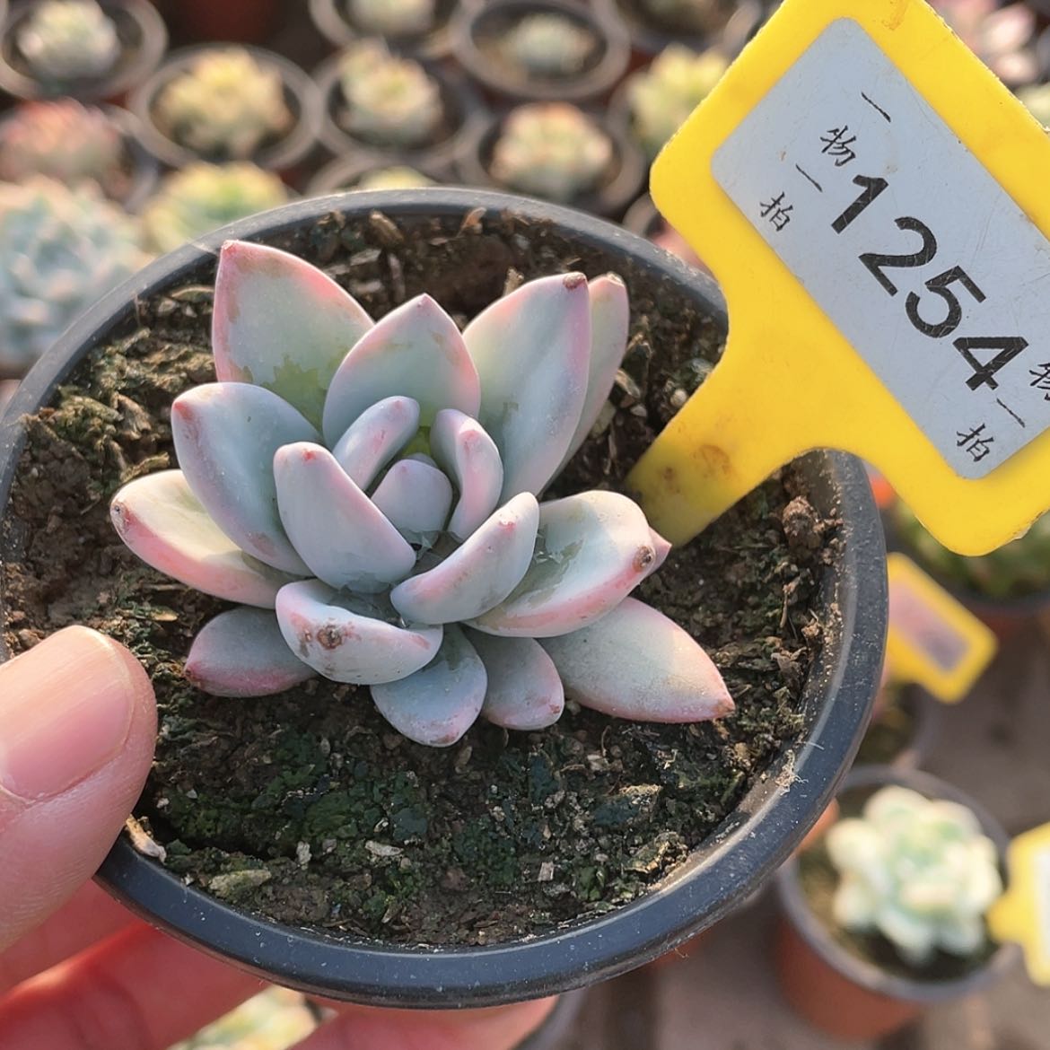 【闪购商品】1254号