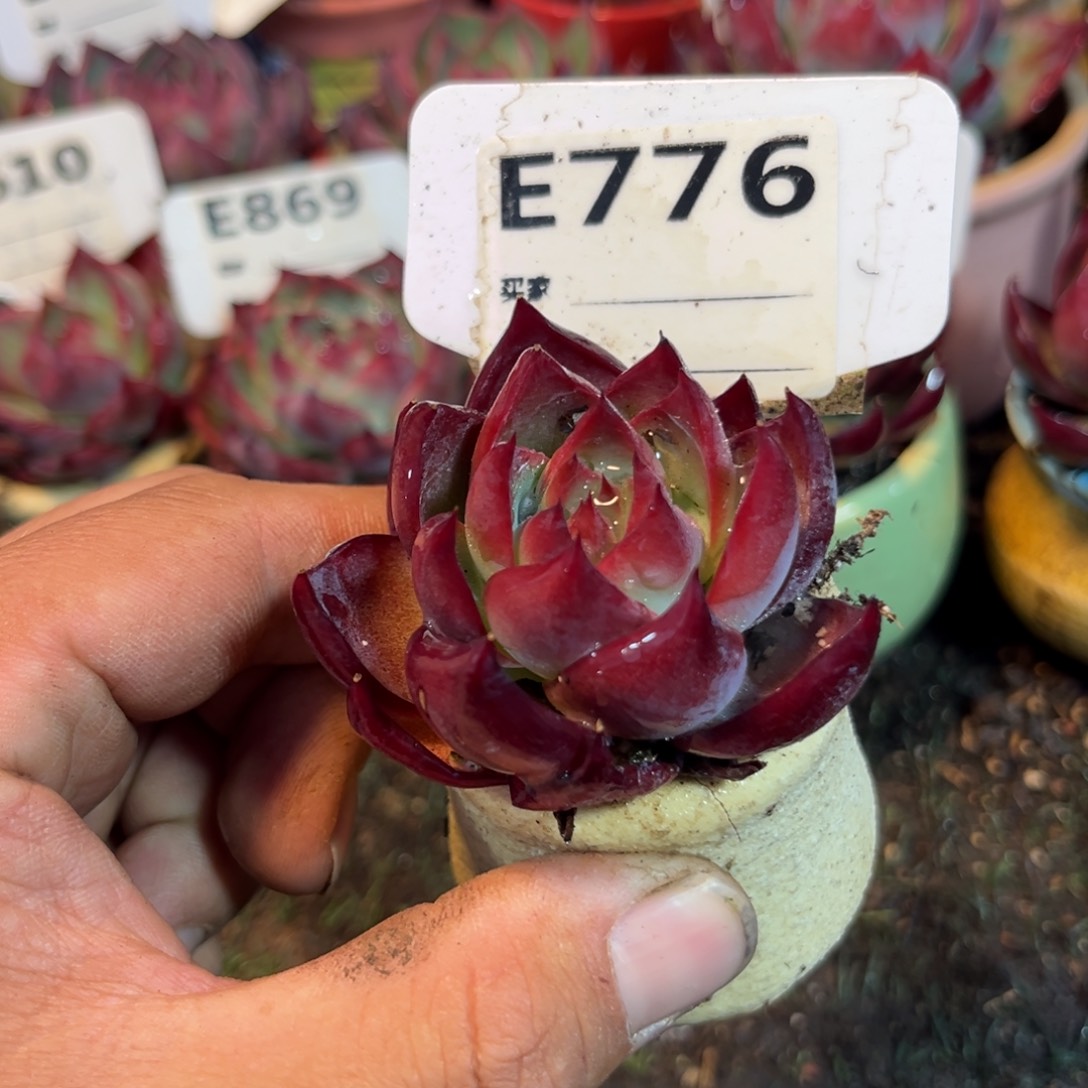 惊鸿一瞥776号多肉