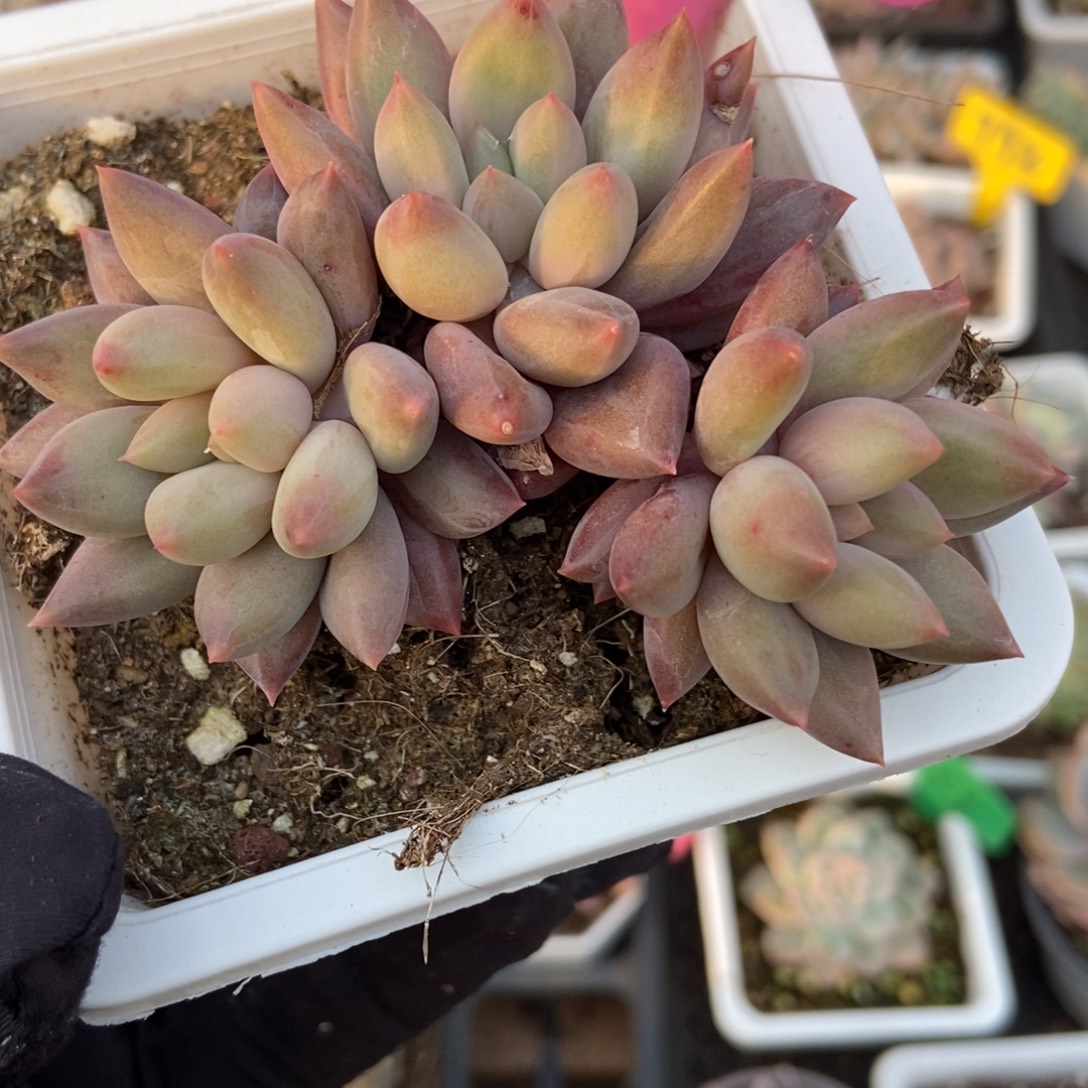 44车厘子多肉植物