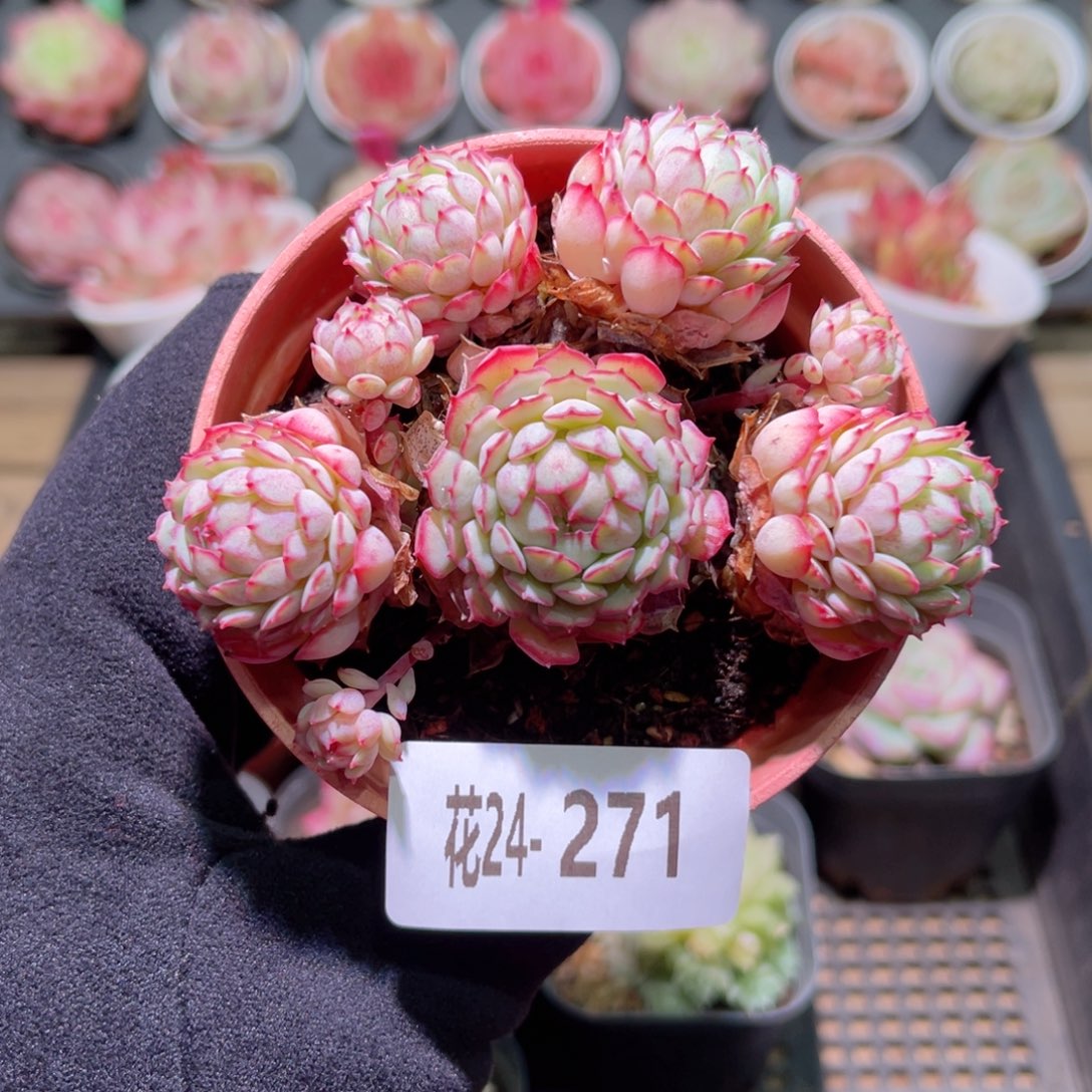 花利美24-271小红船