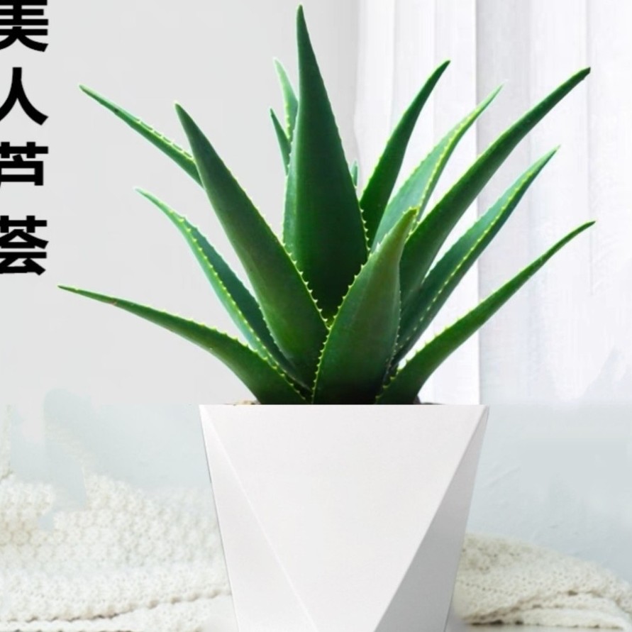 不夜城芦荟盆栽ZH1室内办公室大盆绿植净化空气四季常青客厅植物