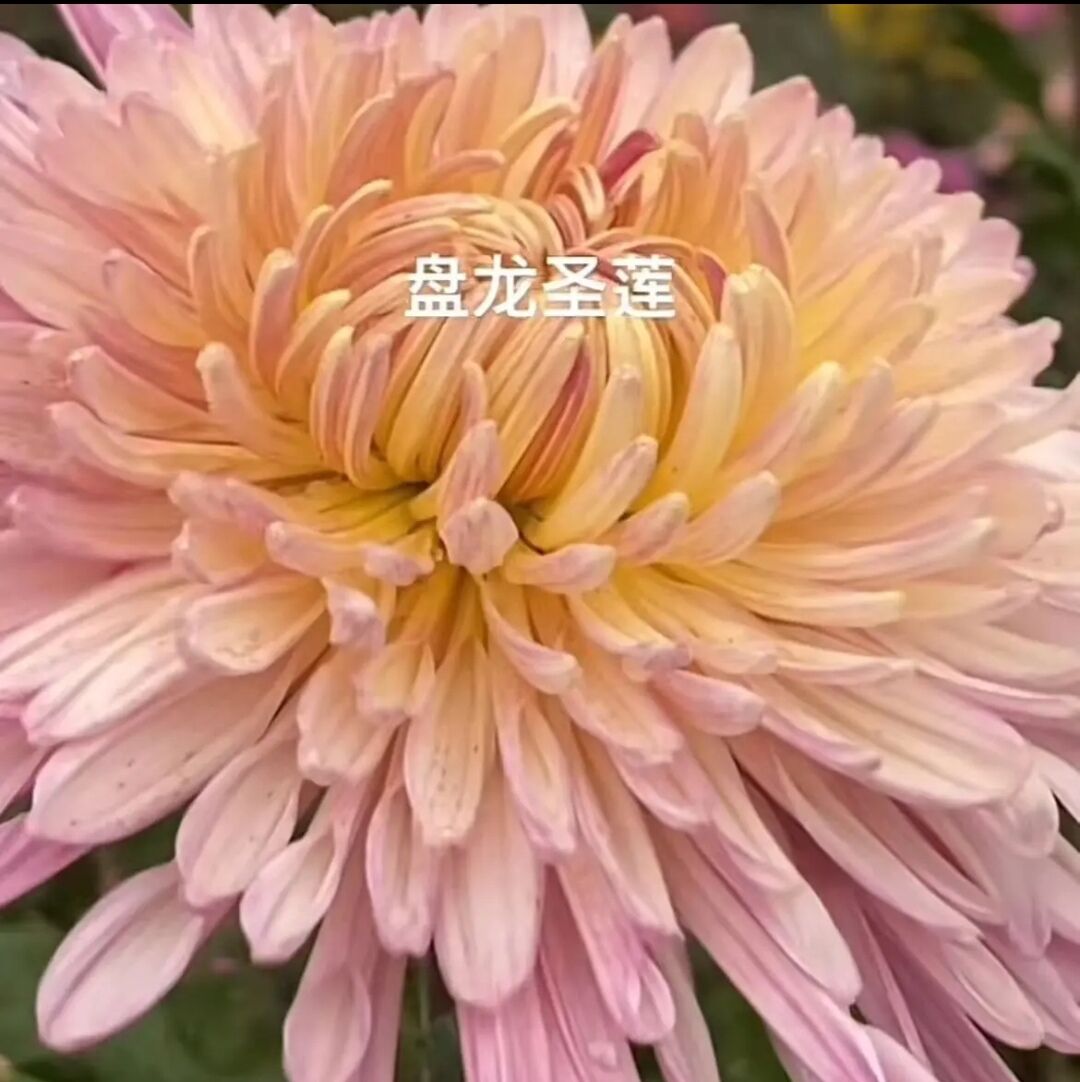 【盘龙圣莲】菊花九月菊阳台庭院盆栽地栽四季种植好养易活