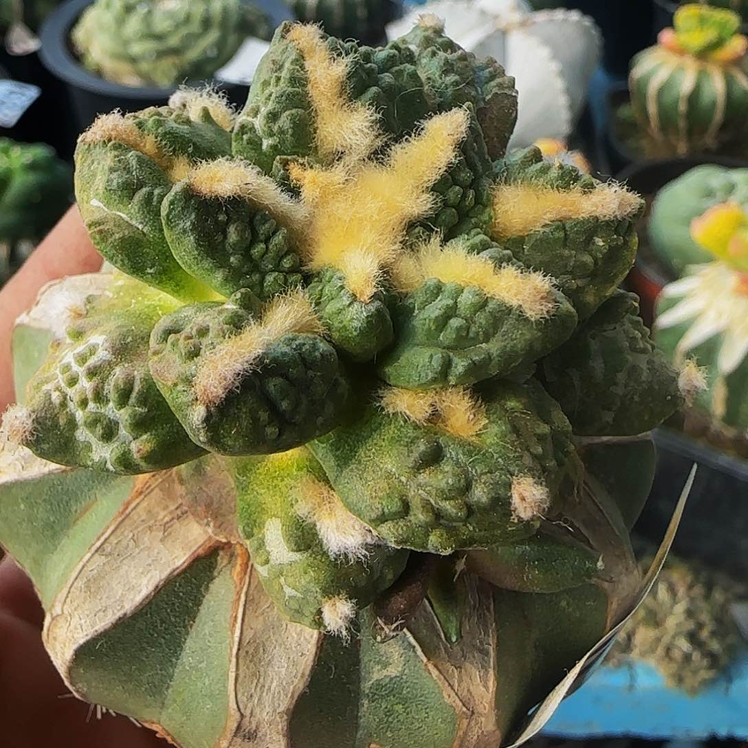 龟甲677福利的的