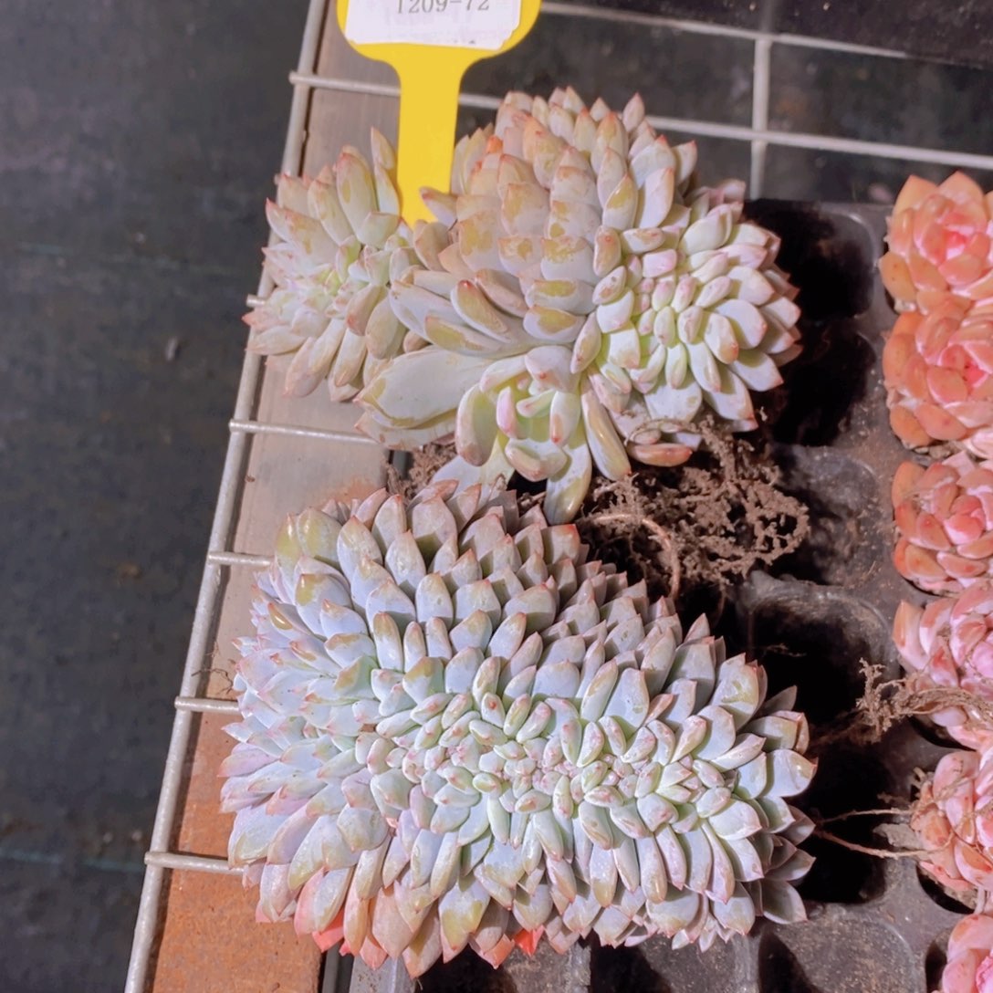 1209-72-星影缀化一个