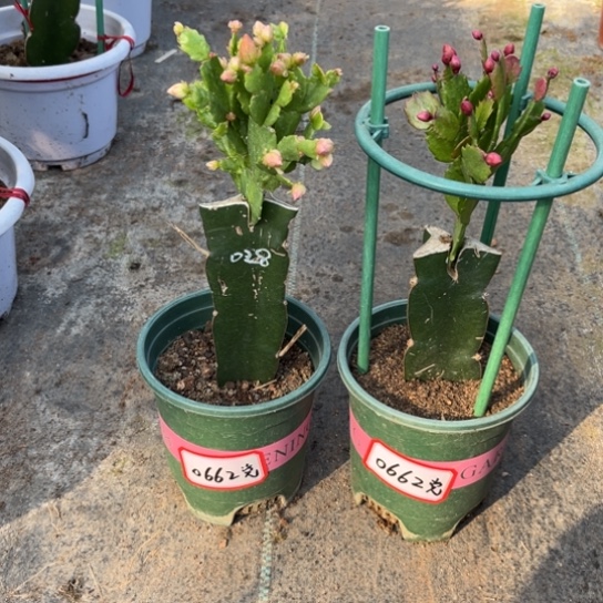 党***)两颗重瓣蟹爪兰0662