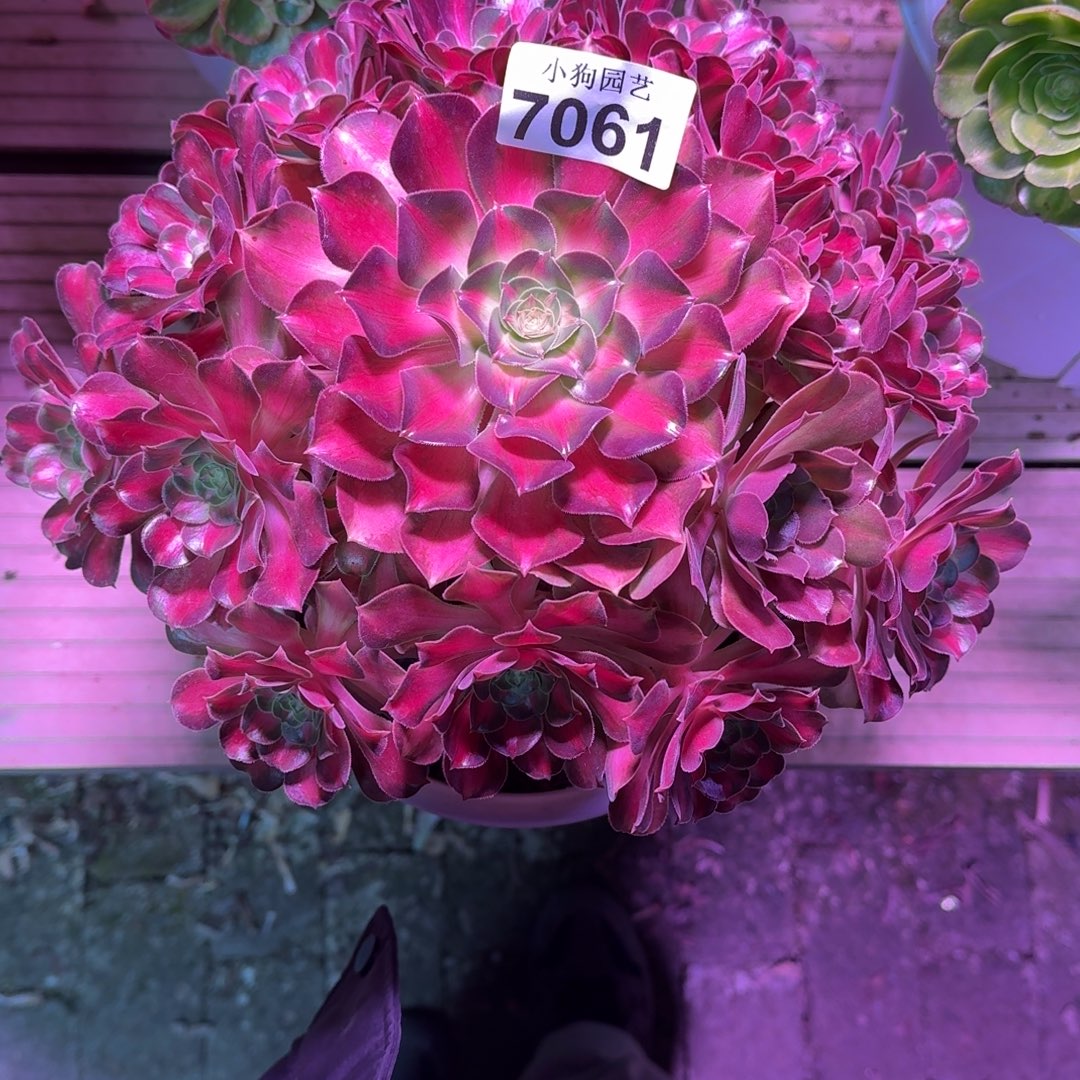 乐***儿霓娜皇后多肉植物7061