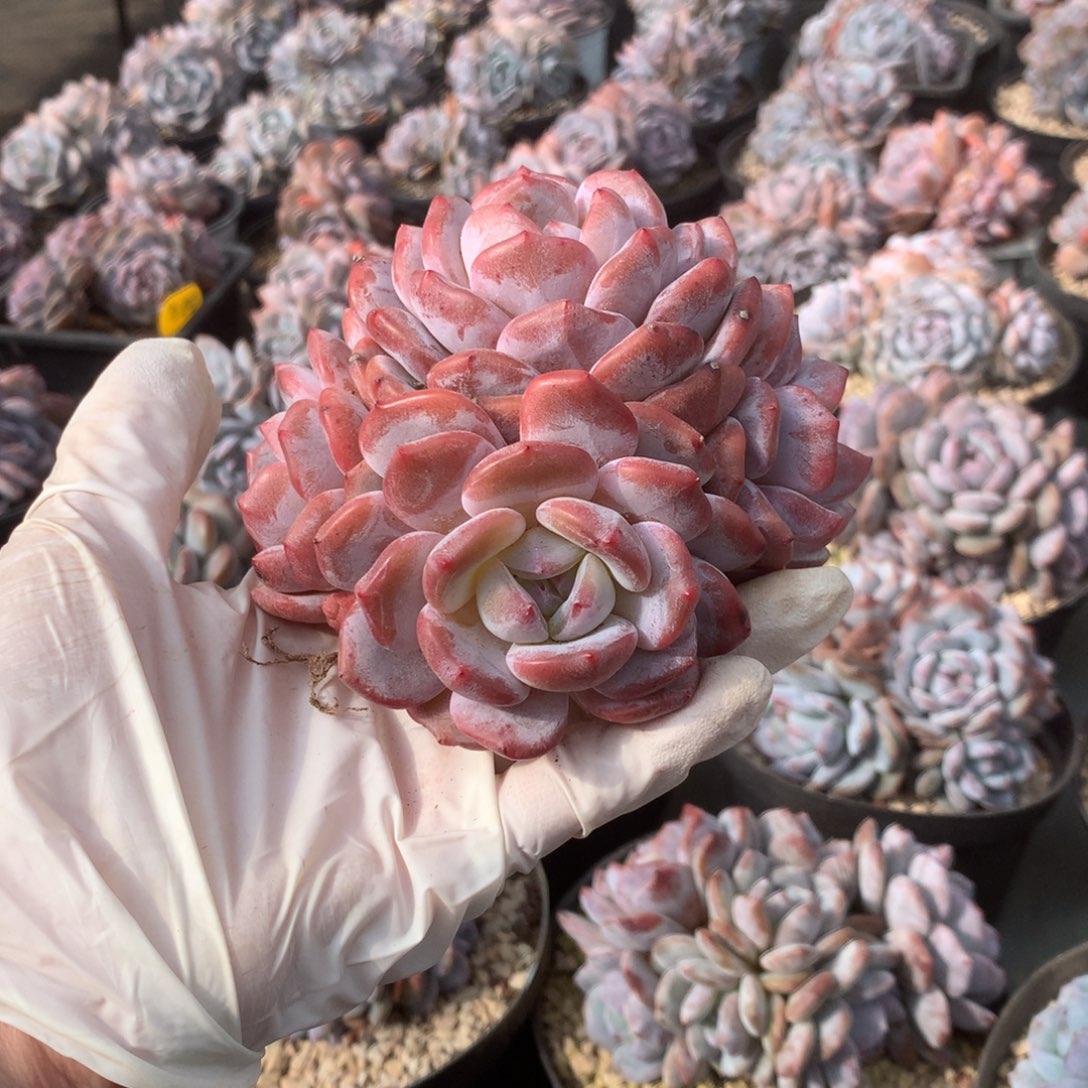 无花朵哈哈哈哈哈哈哈哈哈