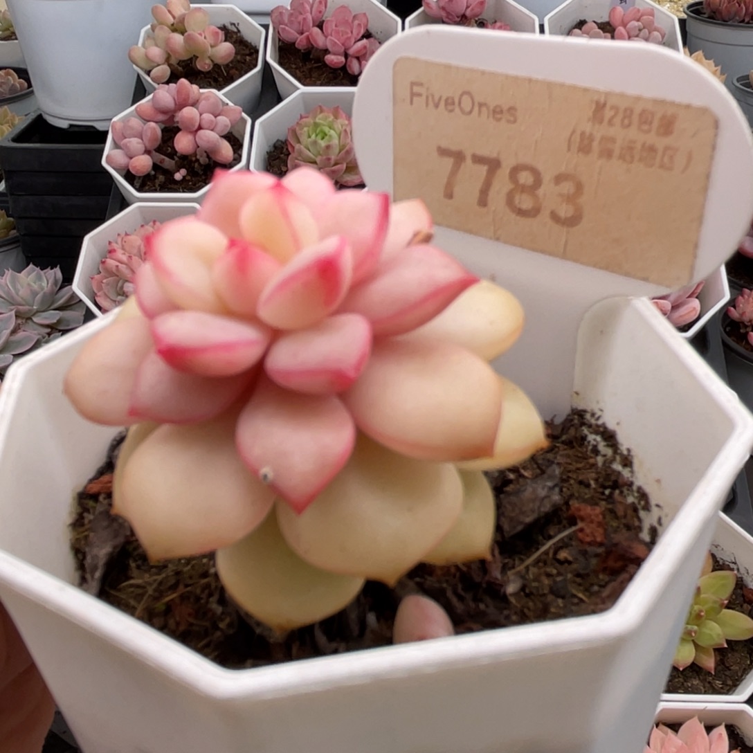 探戈7783-4.0厘米