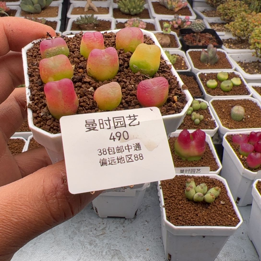 小*瓶2.11毛多肉植物490