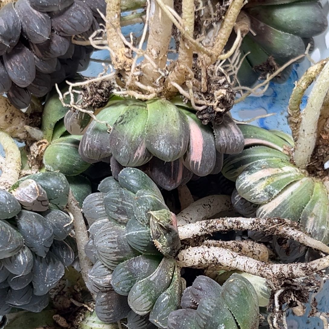 13颗冰灯锦无售后