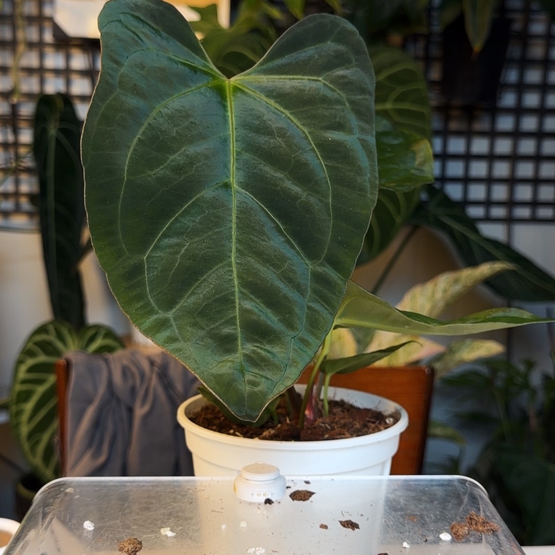 完全开放C90  西尼亚杂