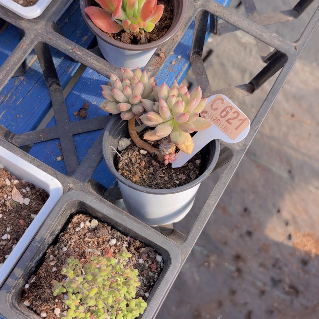 C621岩字一物一拍