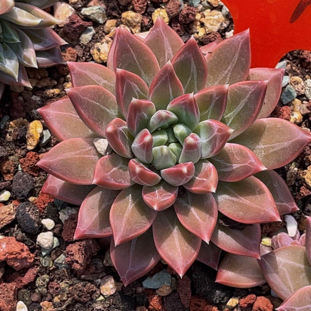 3001号上午多肉植物群生