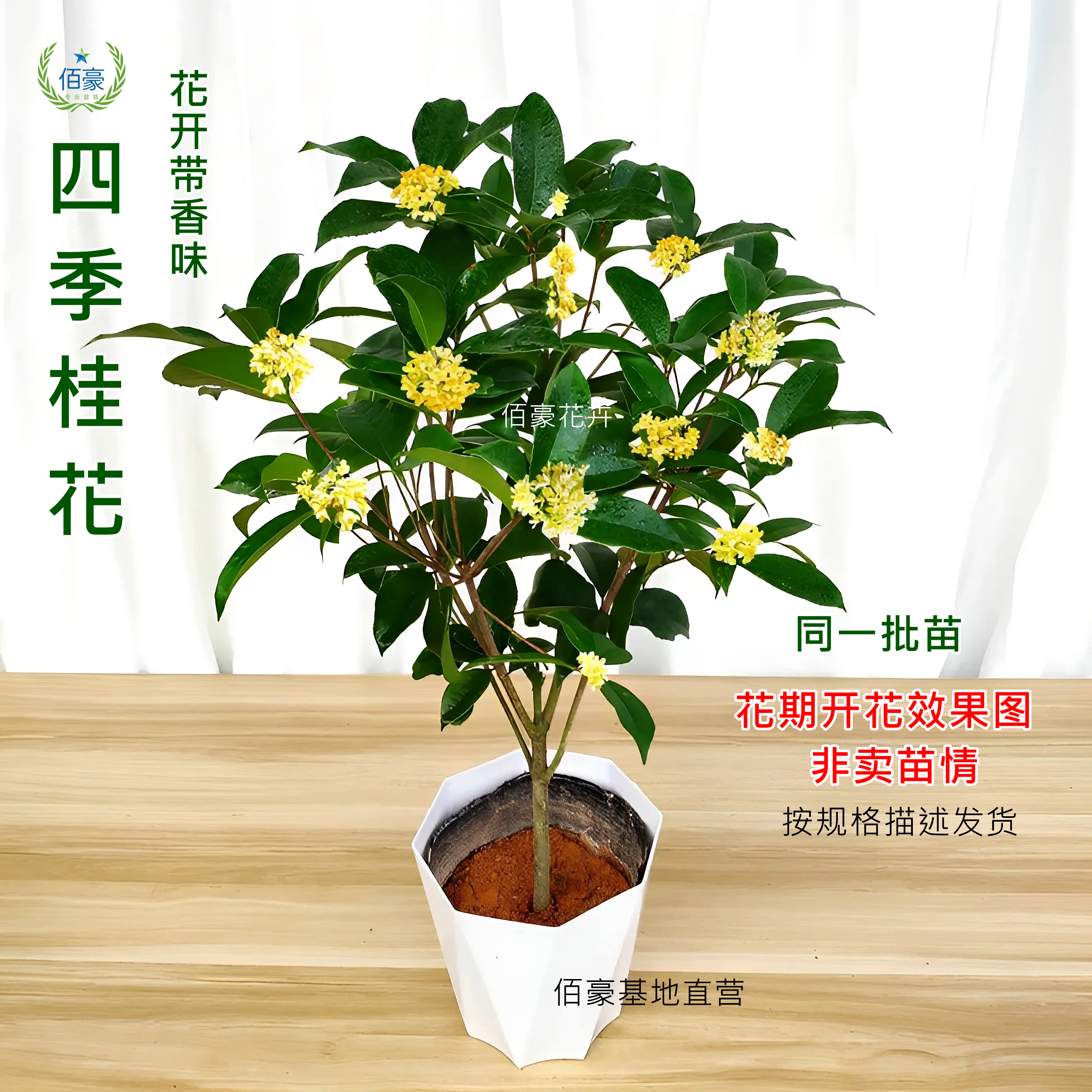 佰豪四季桂花浓香型月月桂盆栽室内客厅花期超长花卉八月基地精选