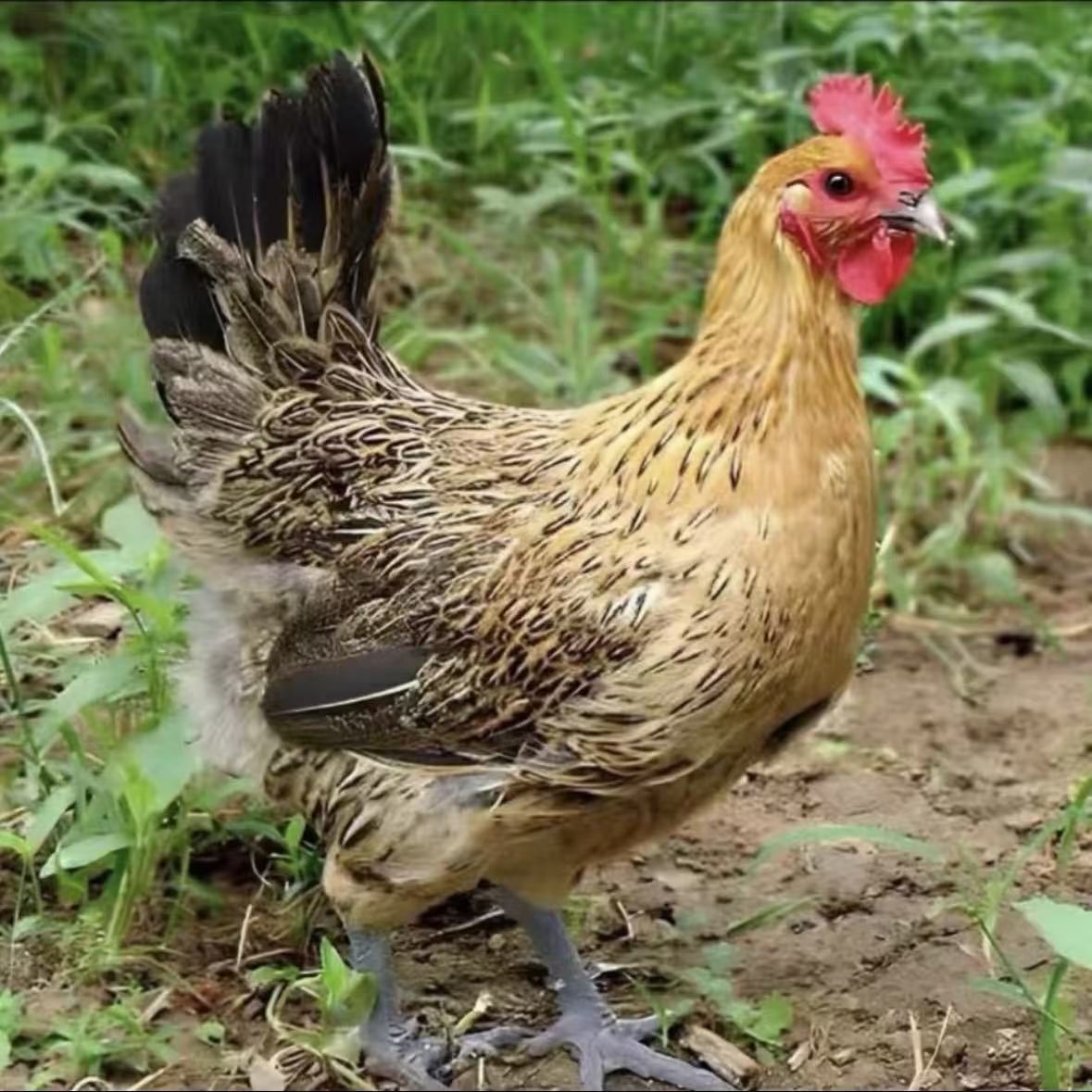 【麻羽产蛋王】肉质鲜嫩可口一单发10只